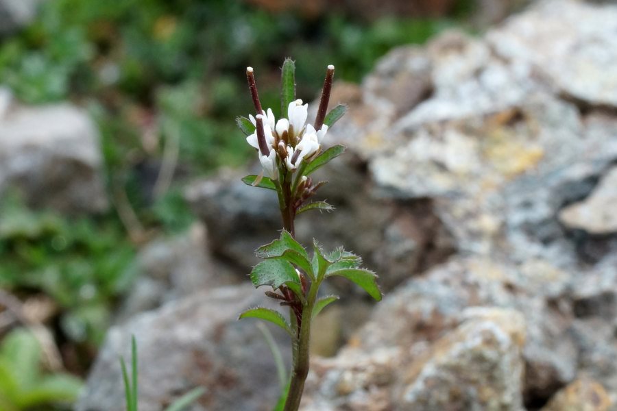 Cardamine hirsuta